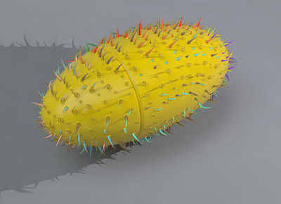 什么都可以做U盤&能隨身帶的蒼耳U盤